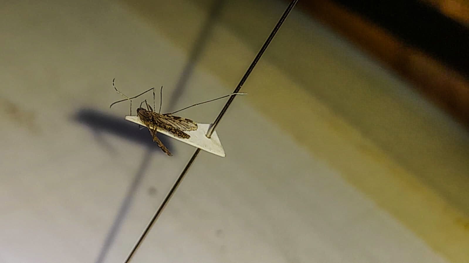 Saúde faz monitoramento permanente para combate à malária